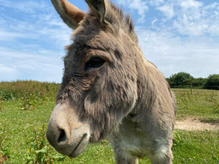 Dune Cottage Holidays