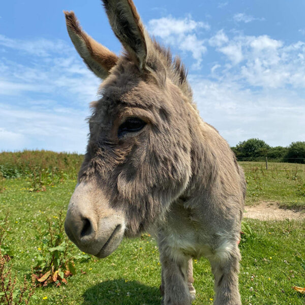 Dune Cottage Holidays