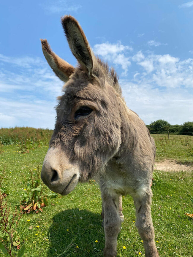 Dune Cottage Holidays