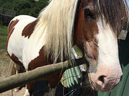 Dune Cottage Holidays