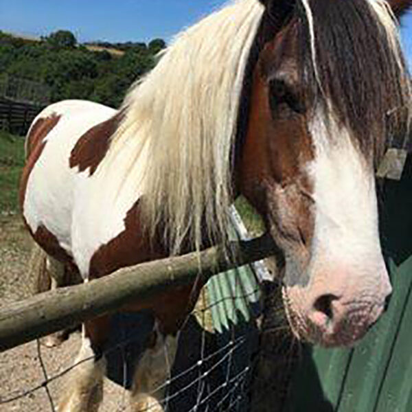 Dune Cottage Holidays